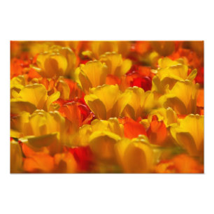Tulpen in Keukenhof-tuinen, Amsterdam, Foto Afdruk