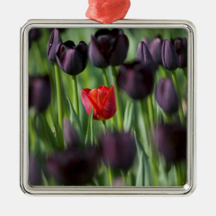 Tulpen in Keukenhof Tuinen, Amsterdam, Metalen Ornament