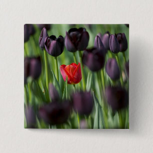 Tulpen in Keukenhof Tuinen, Amsterdam, Vierkante Button 5,1 Cm