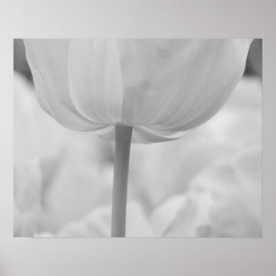 Tulpen in Keukenhof-tuinen, Nederland. Poster