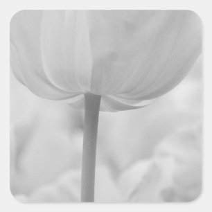 Tulpen in Keukenhof-tuinen, Nederland. Vierkante Sticker