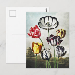Tulpen in meerdere kleuren in de sfeervolle regenc briefkaart