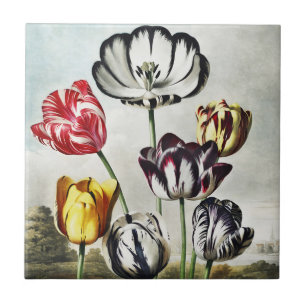 Tulpen in meerdere kleuren in de sfeervolle regenc tegeltje