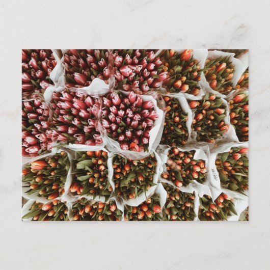 Tulpen in Nederland Briefkaart (Voorkant)
