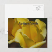 Tulpen in Nederland Briefkaart (Voorkant / Achterkant)