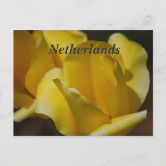 Tulpen in Nederland Briefkaart (Voorkant)