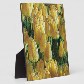 Tulpen in zonnegoudgeel fotoplaat (Zijkant)