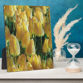 Tulpen in zonnegoudgeel fotoplaat (Zijkant)