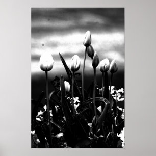 Tulpen in zwart-wit poster