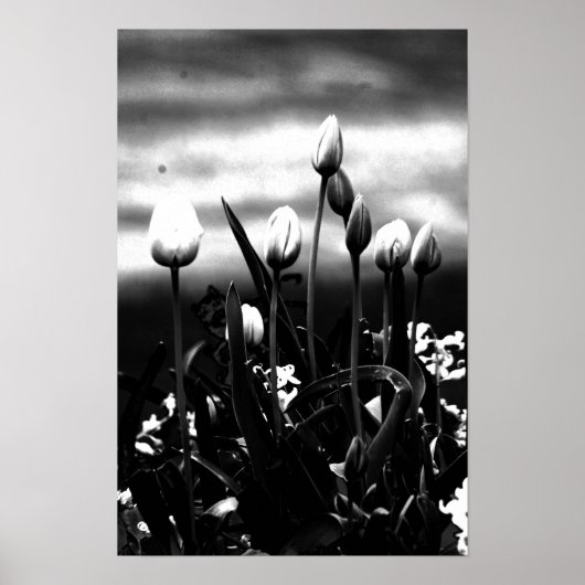 Tulpen in zwart-wit poster (Voorkant)