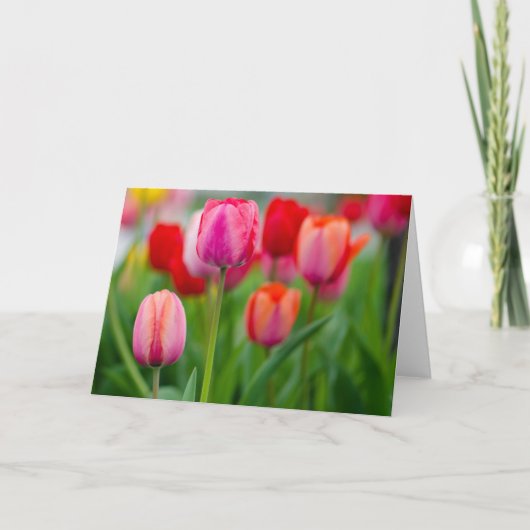 Tulpen Kaart (Voorkant)
