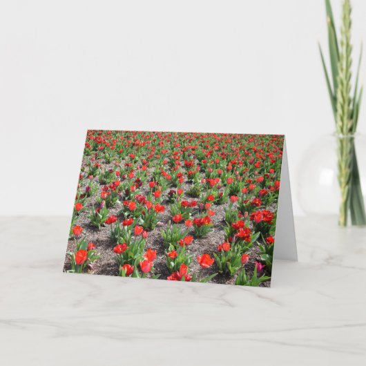 Tulpen, kaart (Voorkant)
