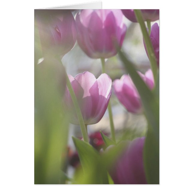 Tulpen, Keukenhoff-tuinen, Nederland. (Voorkant)