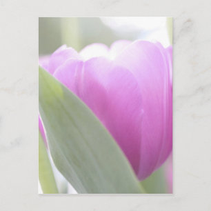 Tulpen, Keukenhoff Tuinen, Nederland. 2 Briefkaart