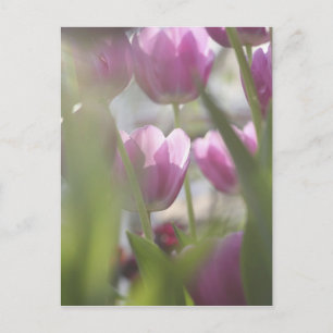 Tulpen, Keukenhoff-tuinen, Nederland. Briefkaart