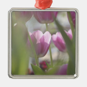 Tulpen, Keukenhoff-tuinen, Nederland. Metalen Ornament