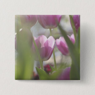Tulpen, Keukenhoff-tuinen, Nederland. Vierkante Button 5,1 Cm