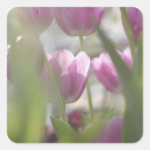 Tulpen, Keukenhoff-tuinen, Nederland. Vierkante Sticker