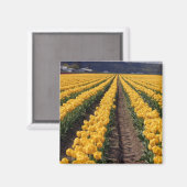 Tulpen keukenmagneet magneet (Voorkant / Achterkant)