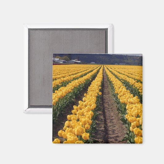 Tulpen keukenmagneet magneet (Voorkant / Achterkant)