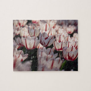 Tulpen Legpuzzel