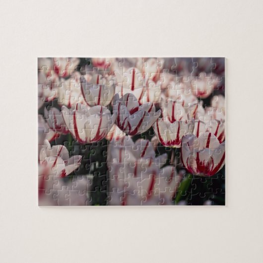 Tulpen Legpuzzel (Horizontaal)