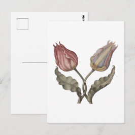 Tulpen , lentebloem botanische vintage illustrati briefkaart