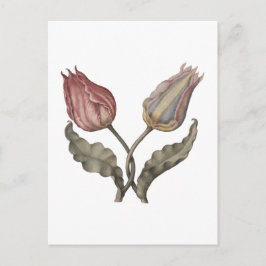 Tulpen , lentebloem botanische vintage illustrati briefkaart