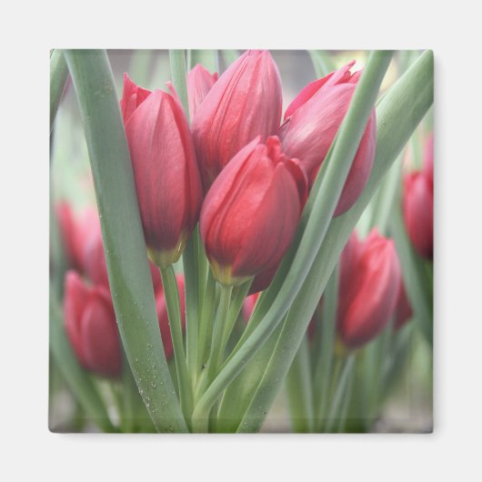 Tulpen Magneet (Voorkant)