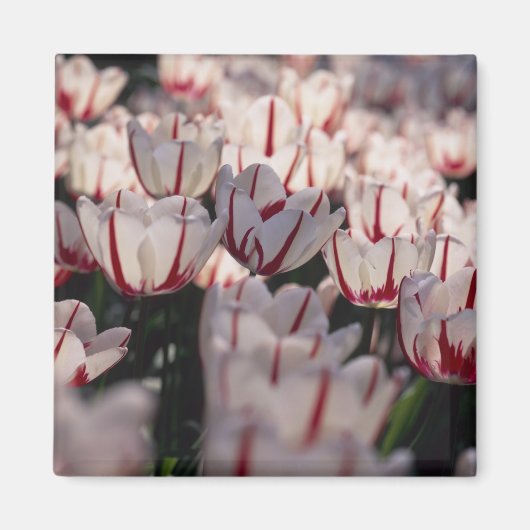 Tulpen Magneet (Voorkant)