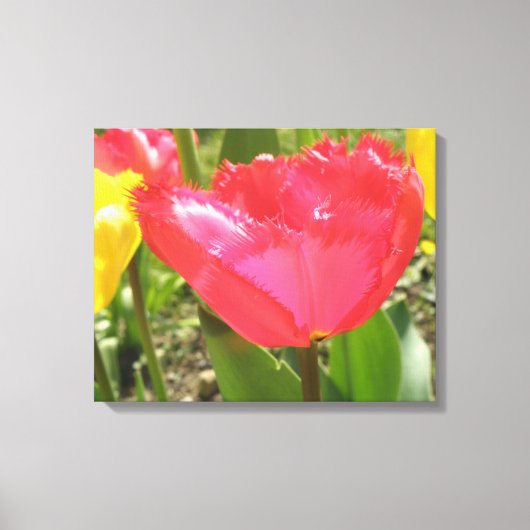 Tulpen met Franjes Canvasprint Canvas Afdruk (Voorkant)