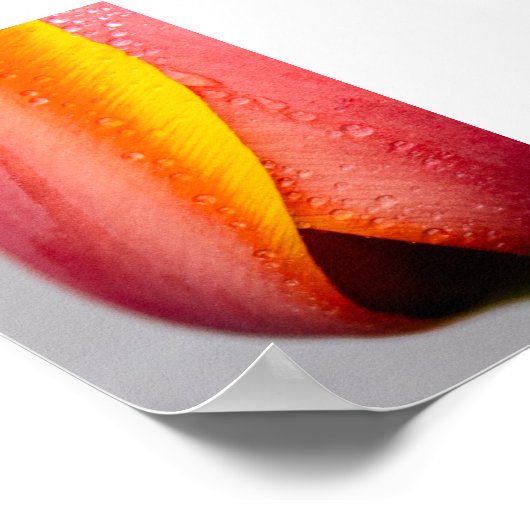 Tulpen met regendruppels poster (Hoek)