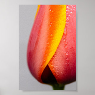 Tulpen met regendruppels poster