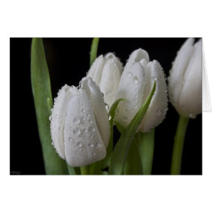Tulpen met witte uiteinden