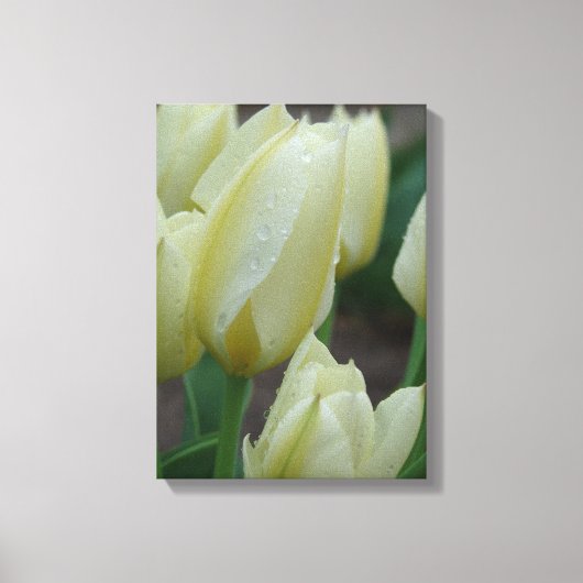Tulpen na regen canvas afdruk (Voorkant)