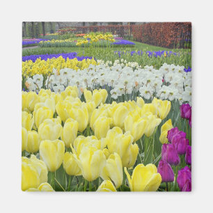 Tulpen, narcissen en druifhyacint bloemen, magneet