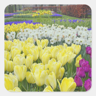 Tulpen, narcissen en druifhyacint bloemen, vierkante sticker