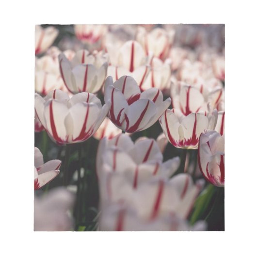 Tulpen Notitieblok (Voorkant)