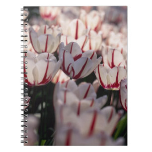 Tulpen Notitieboek