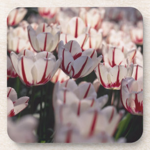 Tulpen Onderzetter