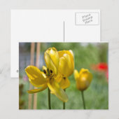 Tulpen ontvouwen briefkaart (Voorkant / Achterkant)