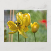 Tulpen ontvouwen briefkaart (Voorkant)
