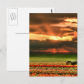 Tulpen op de zon briefkaart (Voorkant / Achterkant)