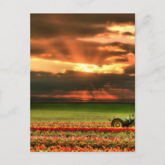 Tulpen op de zon briefkaart