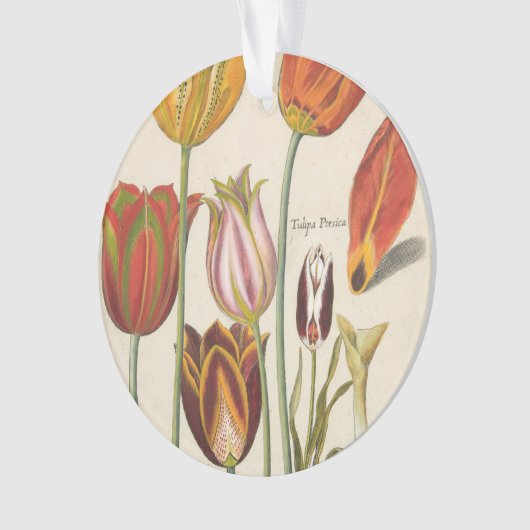 Tulpen Ornament (voorkant)