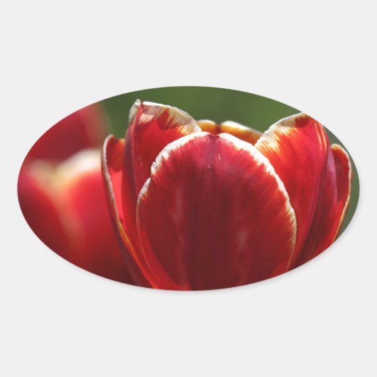 Tulpen Ovale Sticker (Voorkant)