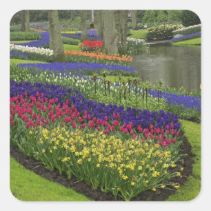 Tulpen, pompelhyacinth en kledij, vierkante sticker