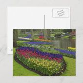 Tulpen, pompelhyacinth en kleefstoffen, briefkaart (Voorkant / Achterkant)