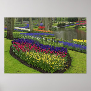 Tulpen, pompelhyacinth en kleefstoffen, poster