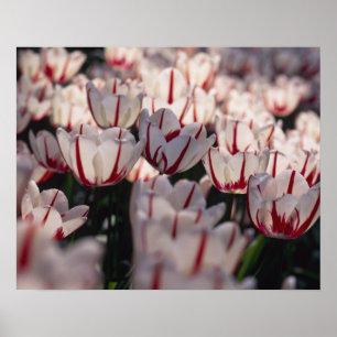 Tulpen Poster